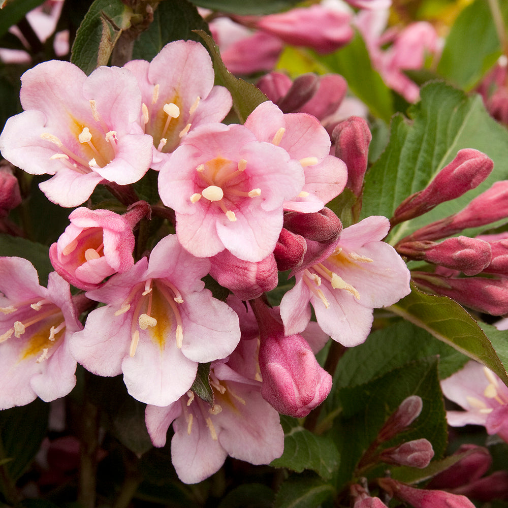 Weigela florida 'Tango'- abundența florală