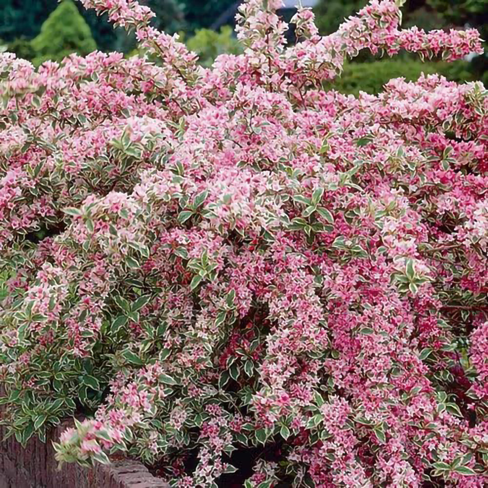 Weigela Variegata-decorativ cu flori