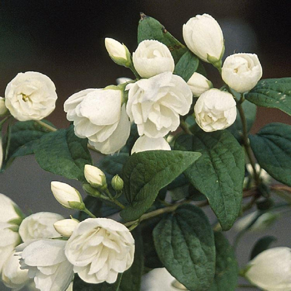 Philadelphus 'Snowbelle'