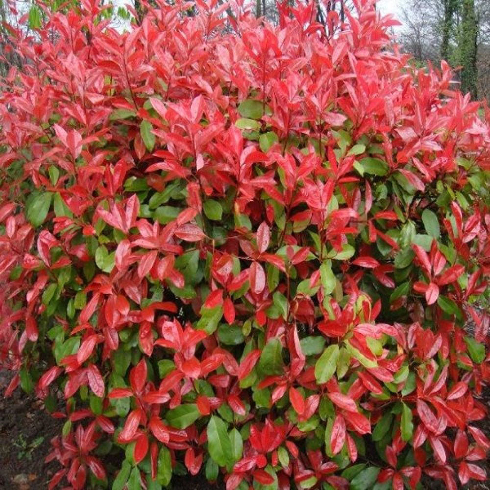 Photinia Camilvy