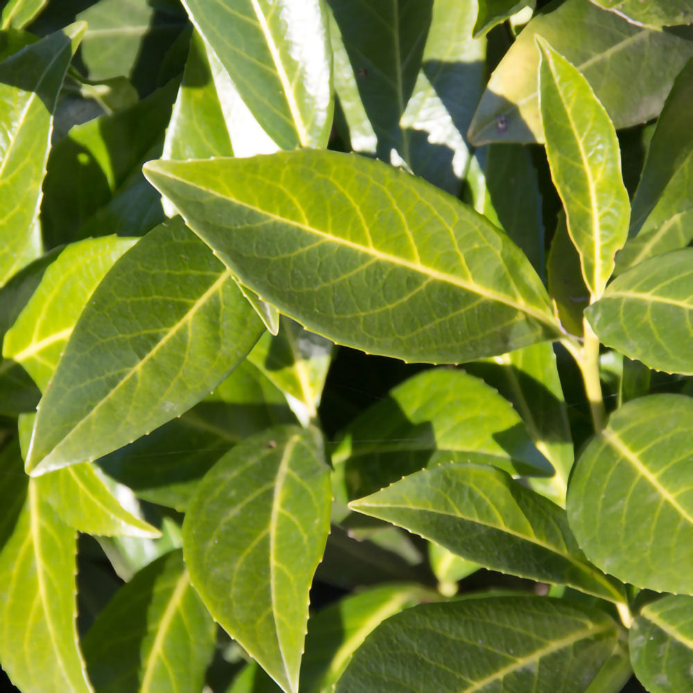 Prunus 'Caucasica'-frunze veșnic verde