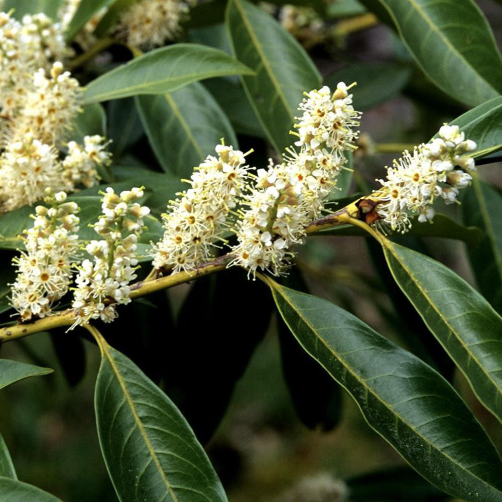 Prunus laurocerasus Gruner teppich - flori