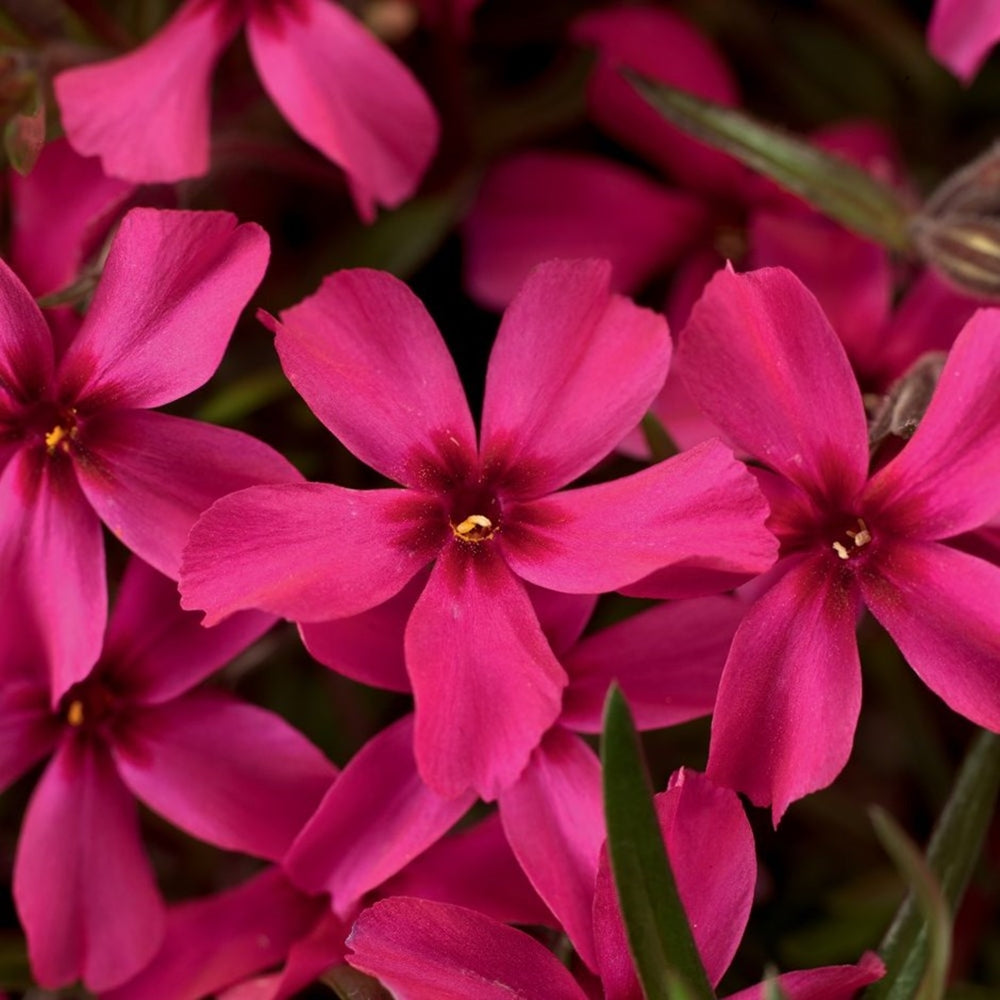 Phlox subulata-Brumărele ciclam