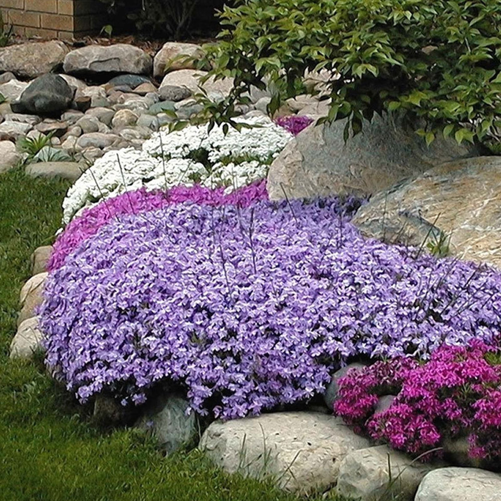 Phlox subulata în grădină