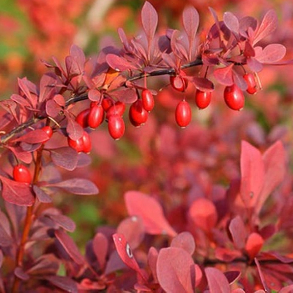 Fructe Berberis atropurpurea