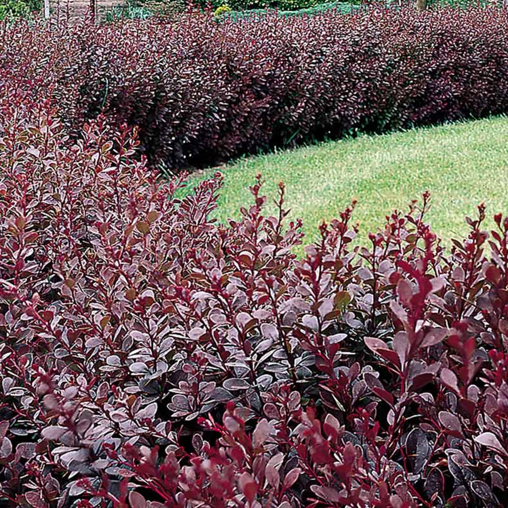 Berberis Atropurpurea-gard viu