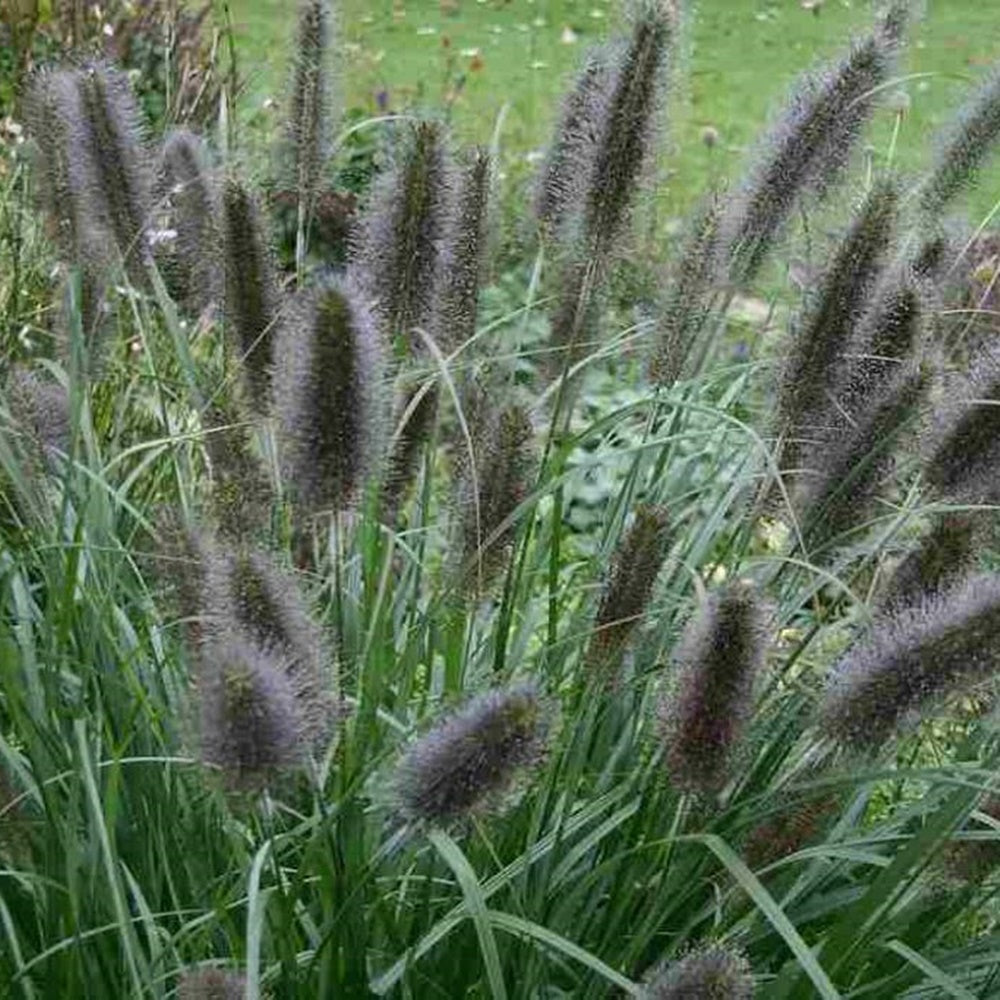 Pennisetum ‘Black Beauty’ inflorescențe pufose, sub formă de spice dense, care se mișcă grațios la fiecare adiere de vânt.
