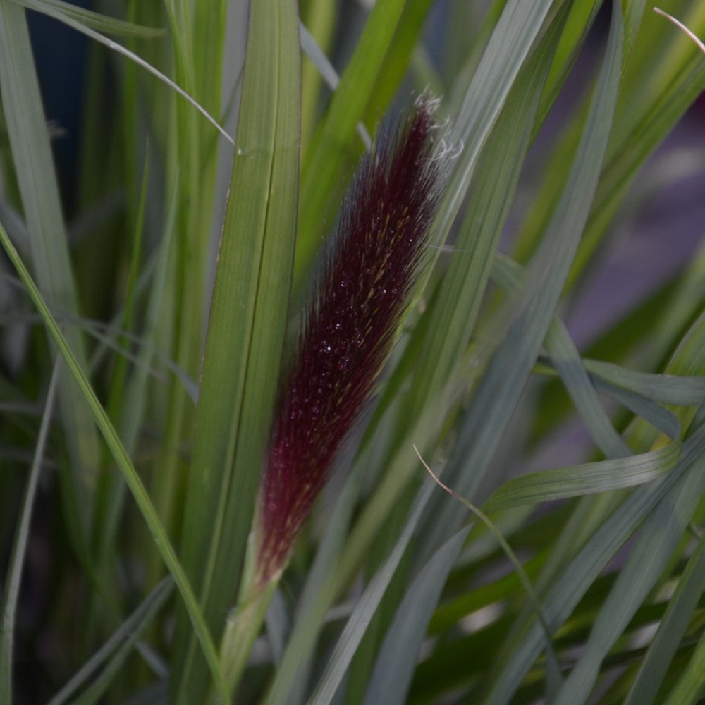 Pennisetum alopecuroides ‘Black Beauty’ planta perenă atractivă cu inflorescențe pufose de un negru-violet.
