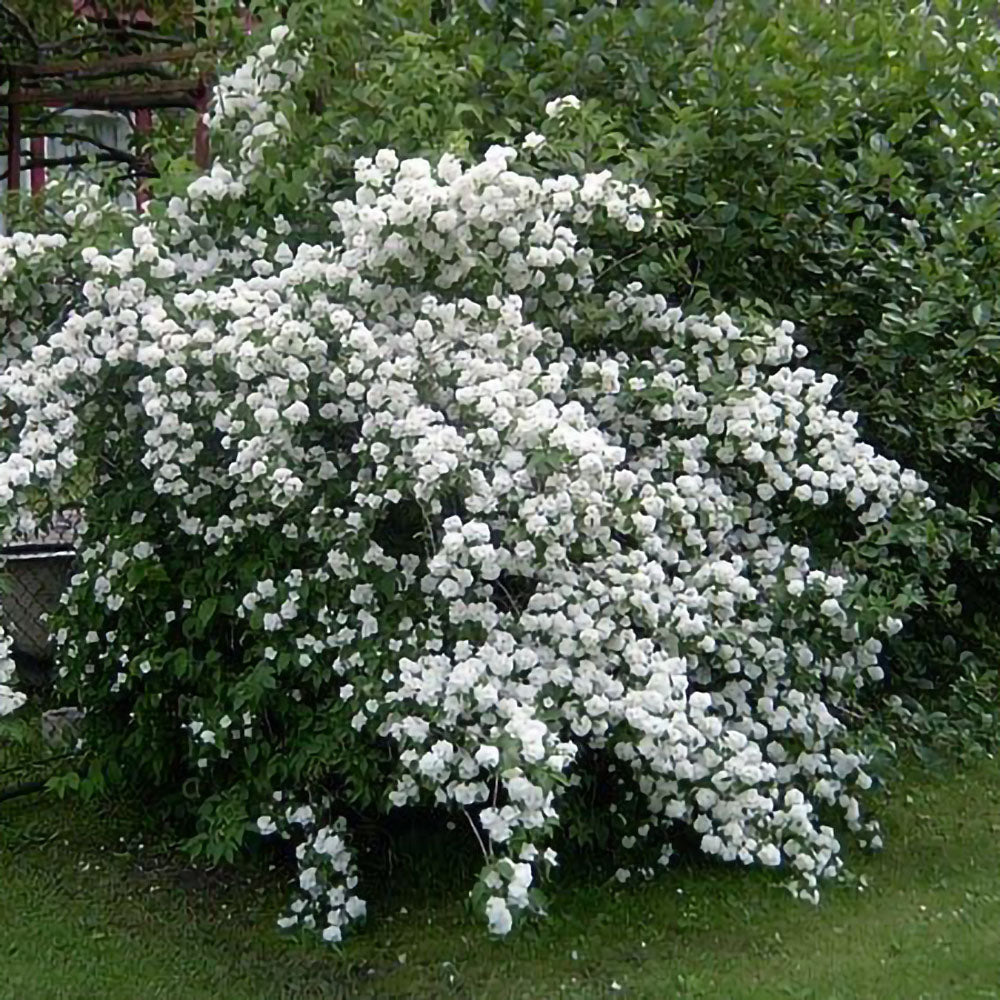 Philadelphus ‘Dame Blanche’, este un arbust ornamental elegant, apreciat pentru înflorirea sa abundentă și parfumul intens.