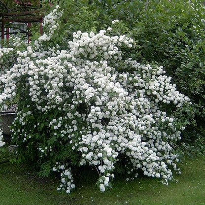 Philadelphus ‘Dame Blanche’, este un arbust ornamental elegant, apreciat pentru înflorirea sa abundentă și parfumul intens.