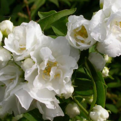 Florile albe și delicate apar în luna iunie și aduc un aer romantic grădinii