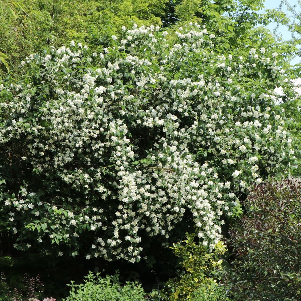 În mai–iunie, arbustul se acoperă de flori albe, care creează un efect vizual delicat și aduce un aer romantic în grădină.