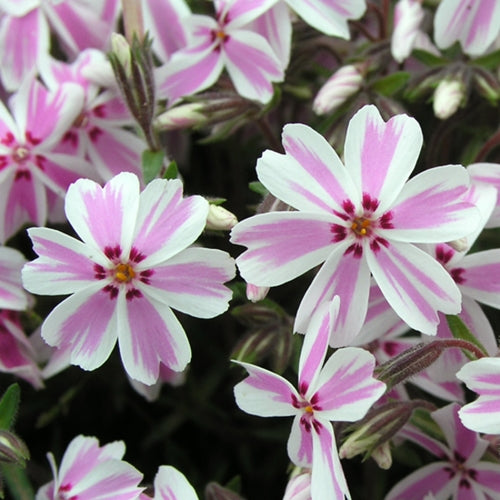 Phlox subulata-brumărele este o plantă perenă veșnic verde, de talie mică, ideală pentru acoperirea solului. 