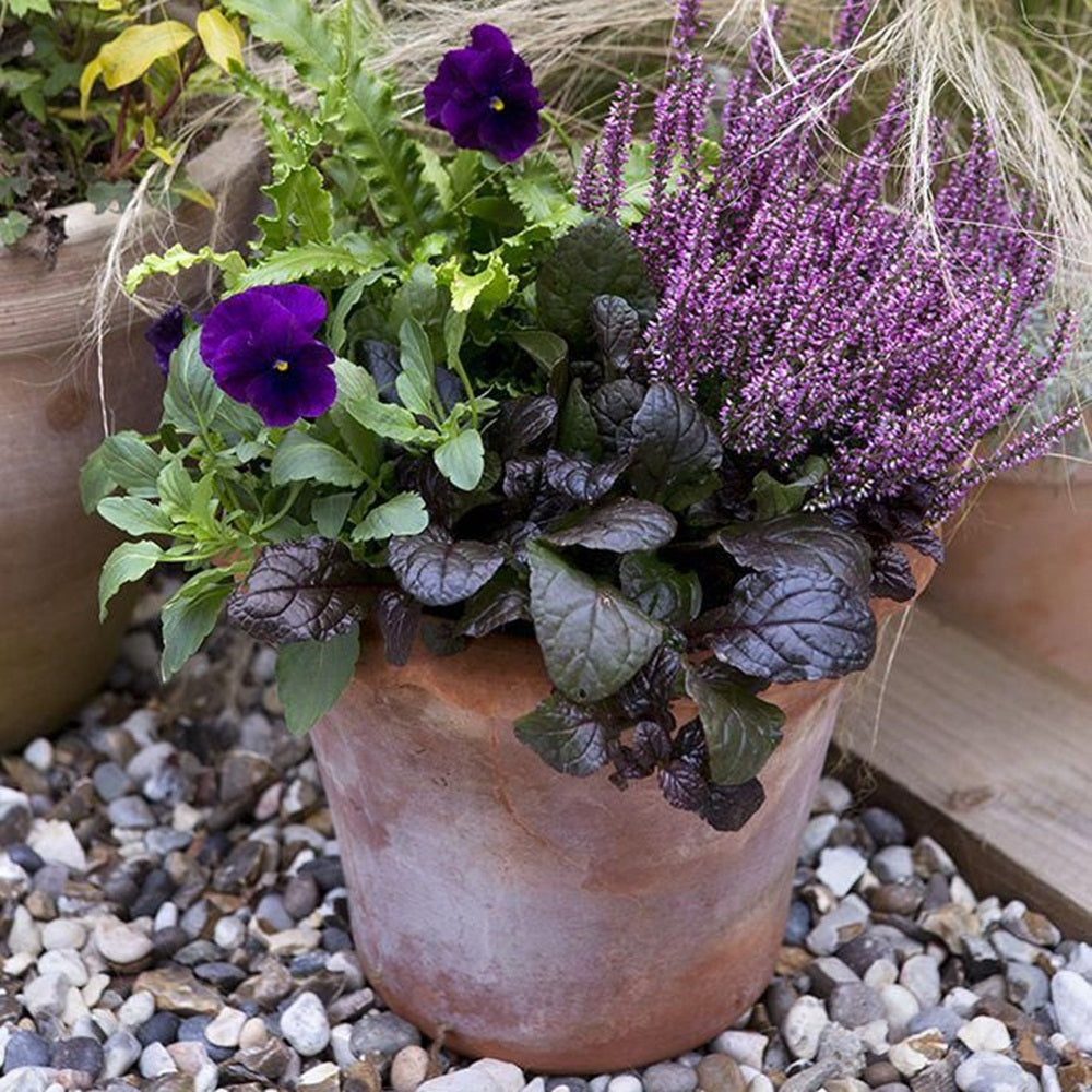 Ajuga reptans Black scallop-combinat cu alte plante perene in vas decorativ perfect pentru balcon și terase