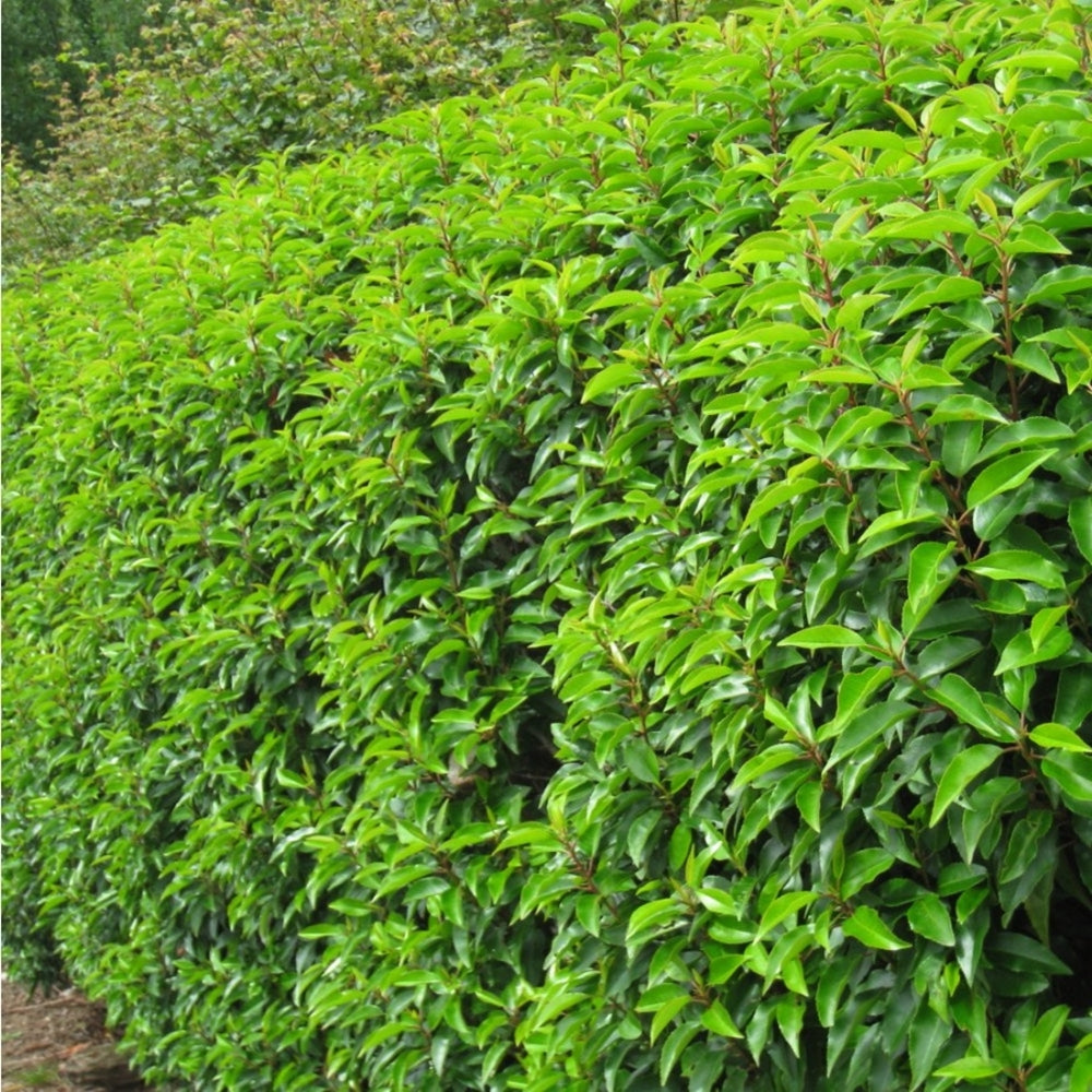 Datorită portului său vertical și compact, este o alegere excelentă pentru garduri vii decorative.