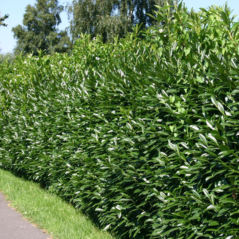 Prunus laurocerasus ‘Caucasica’, cunoscut și ca laur englezesc, perfect pentru
un gard viu dens și elegant.