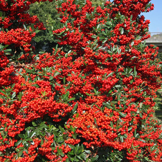 Pyracantha ‘Red Column’ este un arbust ornamental apreciat pentru aspectul său decorativ pe tot parcursul anului.
