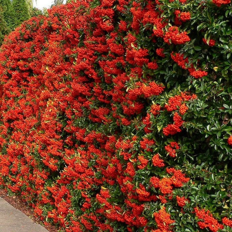 Pyracantha 'Ventoux Red'-gard viu