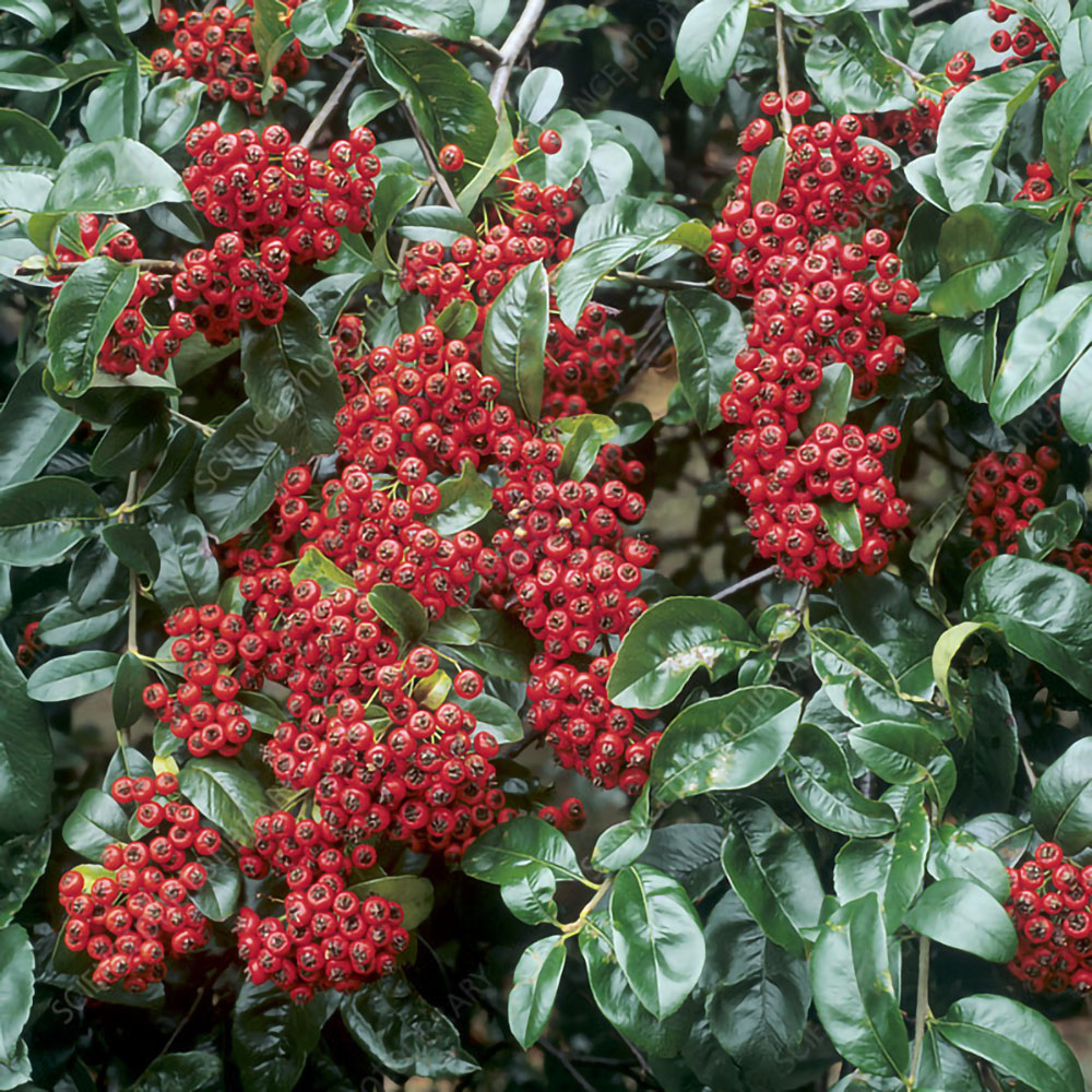 Fructele roșii intense, strălucitoare, grupate în ciorchini bogați, rămân pe ramuri din toamnă până primăvara.