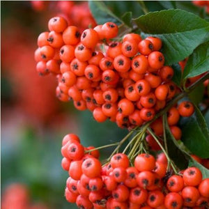 pyracantha Mohave - fruct