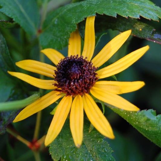 Ruji galbeni-flori mari, luminoase, în nuanțe calde de galben-auriu.