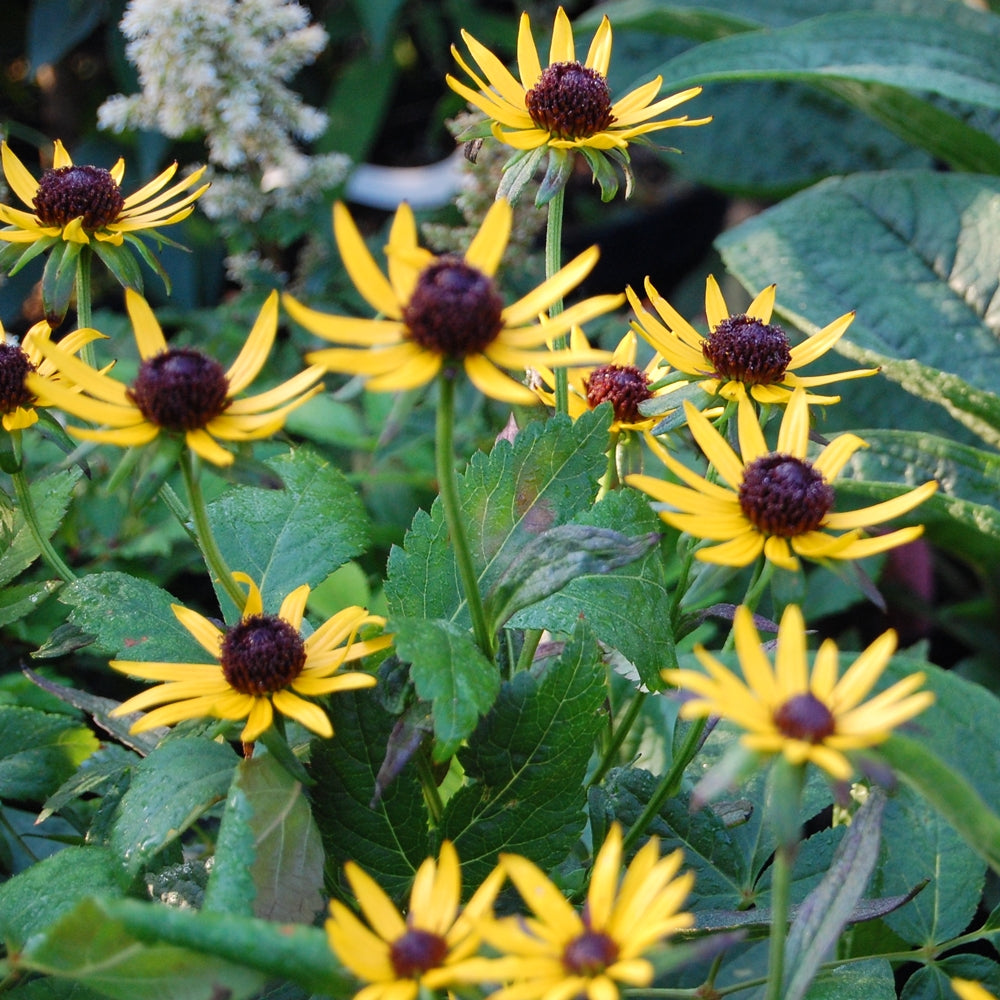 Rudbeckia fulgida ‘City Garden’ este o plantă perenă ornamentală extrem de apreciată pentru înflorirea bogată și îndelungată.
