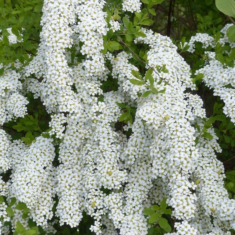 Înflorirea abundentă a Cununitei este o atractie de primăvară în orice grădină plantastică.