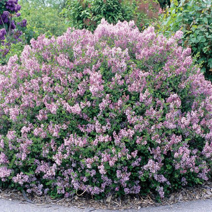 Syringa 'Palibin' -  Datorită creșterii sale controlate, acest liliac de grădină este ușor de integrat în amenajări moderne, naturale sau urbane. 