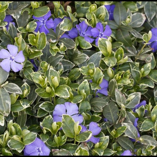Vinca Ralph Shugert-Florile delicate de culoare albastru-violet stralucesc deasupra frunzisului verde lucios cu margin alb