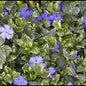 Vinca Ralph Shugert-Florile delicate de culoare albastru-violet stralucesc deasupra frunzisului verde lucios cu margin alb