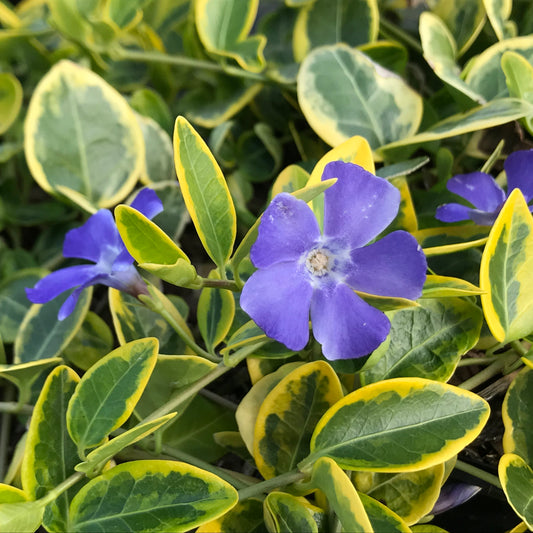 Vinca 'Blue and gold'-Frunzele conturat cu o margine aurie oferă un fundal interesant florilor delicate.