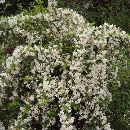 Weigela florida ‘Alba’ este apreciat pentru florile sale albe, fine, care apar abundent la sfârșitul primăverii .