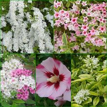 Încarcă imaginea în vizualizatorul Galerie, Pachet plante &#39;4 season&#39; (nuanța alb-roz)
