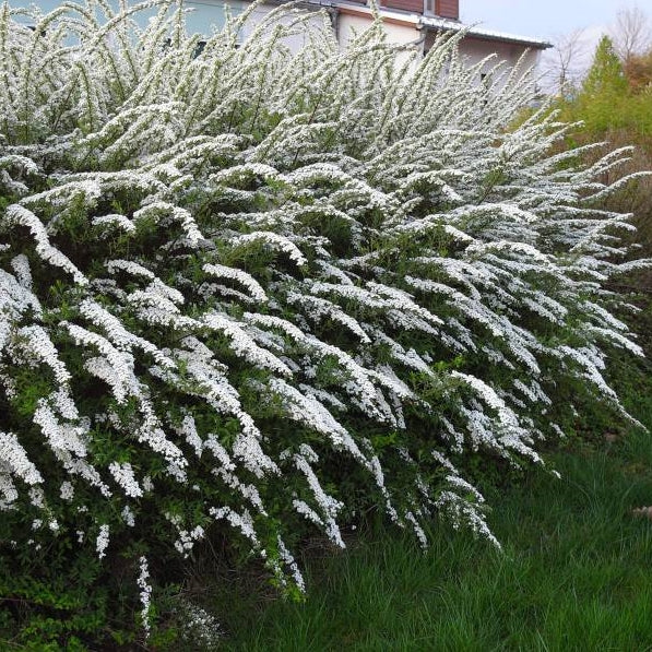 Cununita un arbust decorativ cu flori și un aspect elegant. Ideal pentru borduri și gard viu, atractiv în grupuri de plante.
