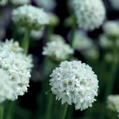 Armeria alba