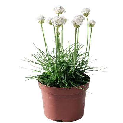 Armeria alba plantă