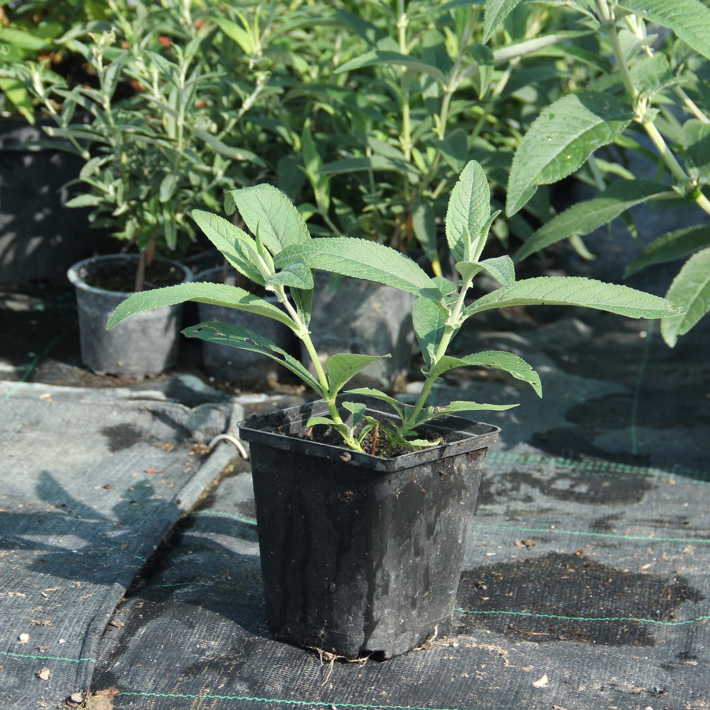 Buddleja x weyeriana 'Flower Power'