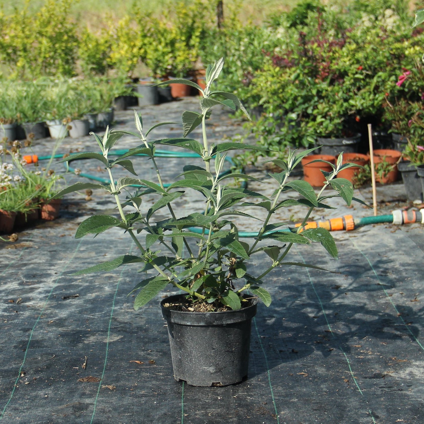 Buddleja x weyeriana 'Flower Power'