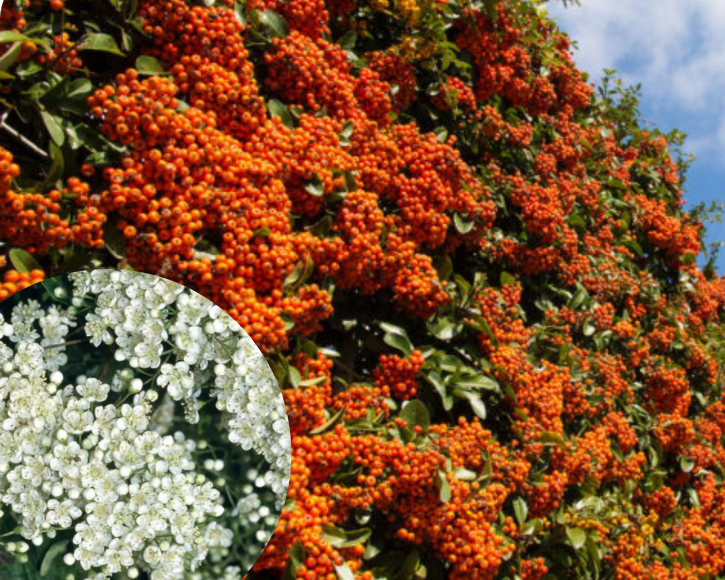 Gardul viu veșnic verde Pyracantha impresionează în fiecare anotimp, primăvara cu flori, toamna cu fructe portocalii.