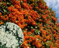 Gardul viu veșnic verde Pyracantha impresionează în fiecare anotimp, primăvara cu flori, toamna cu fructe portocalii.