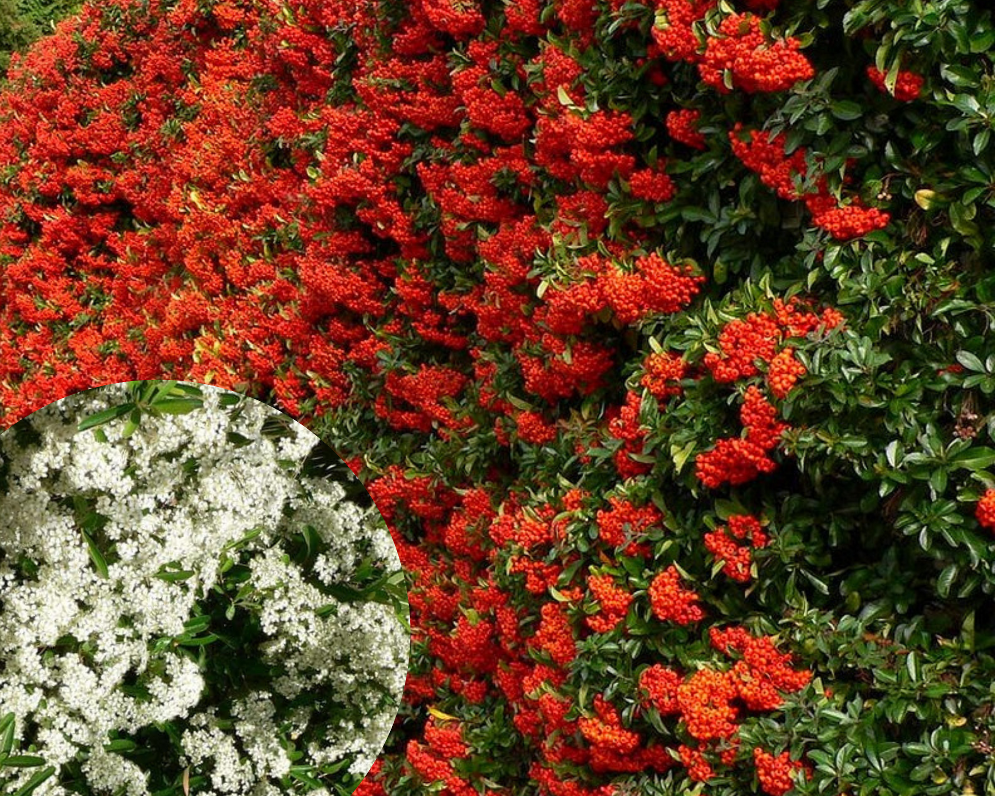 Gardul viu veșnic verde Pyracantha impresionează în fiecare anotimp, primăvara cu flori, toamna cu fructe roșii.