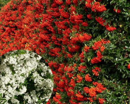 Gardul viu veșnic verde Pyracantha impresionează în fiecare anotimp, primăvara cu flori, toamna cu fructe roșii.