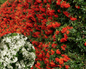 Gardul viu veșnic verde Pyracantha impresionează în fiecare anotimp, primăvara cu flori, toamna cu fructe roșii.