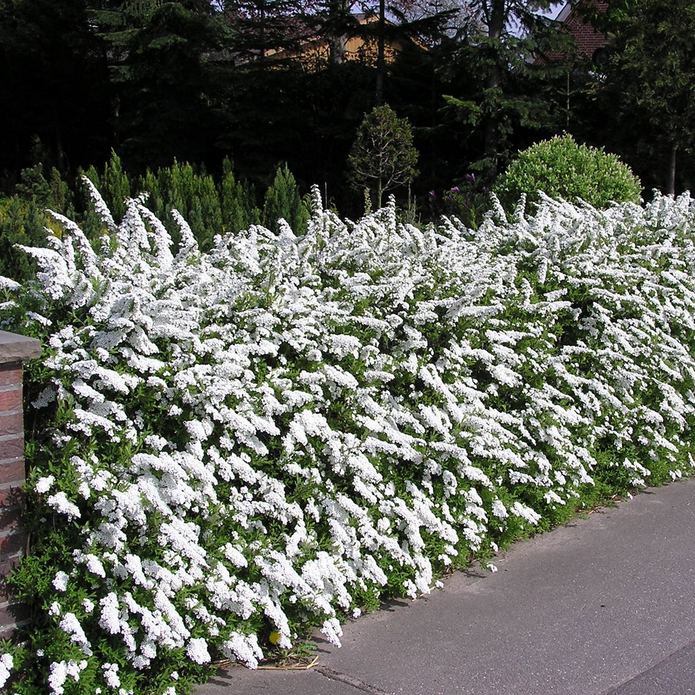 Spiraea cinerea 'Grefsheim' gard viu