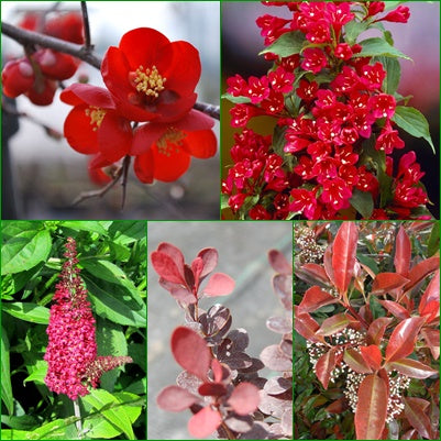 Pachet plante '4 season' (nuanța roșu)