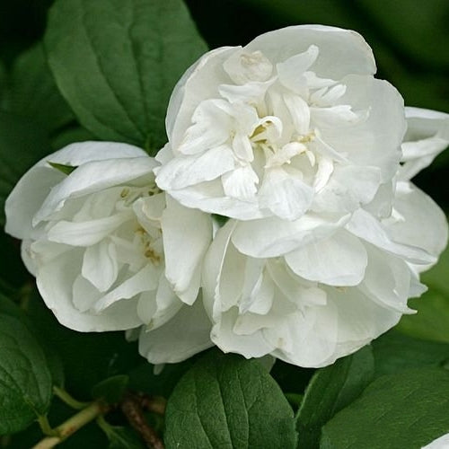 Frunzișul său verde închis, căzător, oferă un contrast plăcut cu albul imaculat al florilor duble, parfumate.