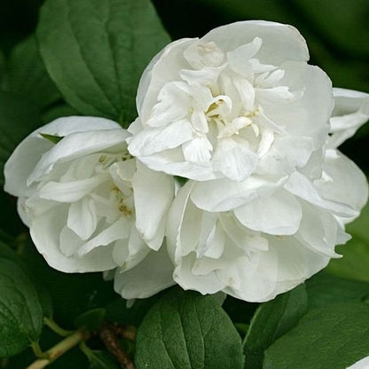 Frunzișul său verde închis, căzător, oferă un contrast plăcut cu albul imaculat al florilor duble, parfumate.