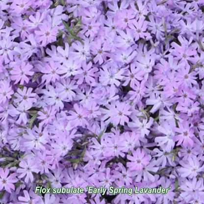 Phlox subulata-brumărele este o plantă perenă veșnic verde, de talie mică, ideală pentru acoperirea solului. 