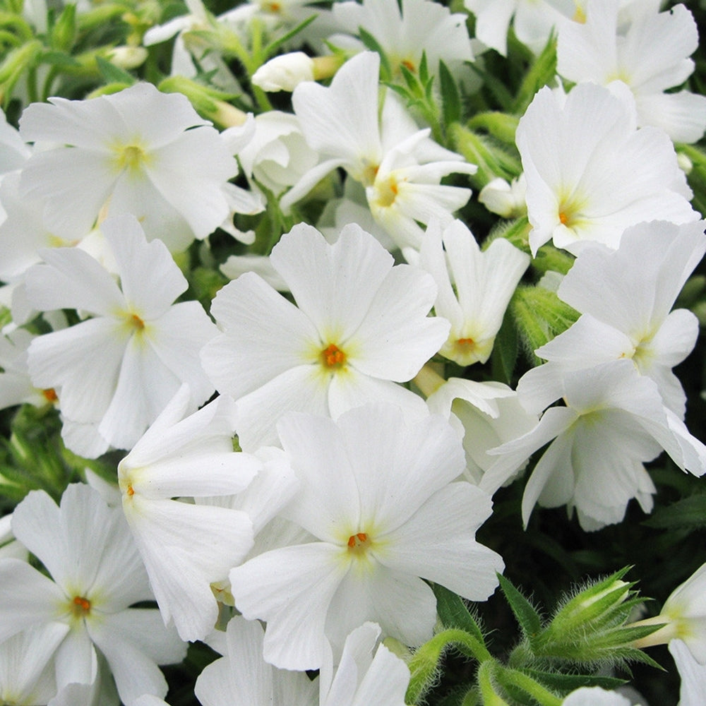 Phlox subulata (Brumărele)