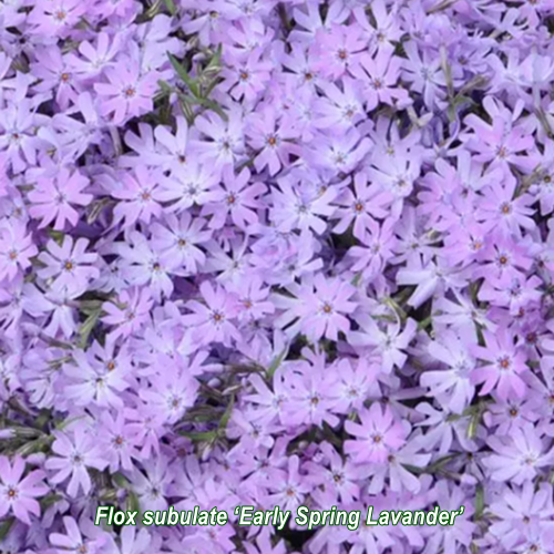 Phlox subulata (Brumărele)